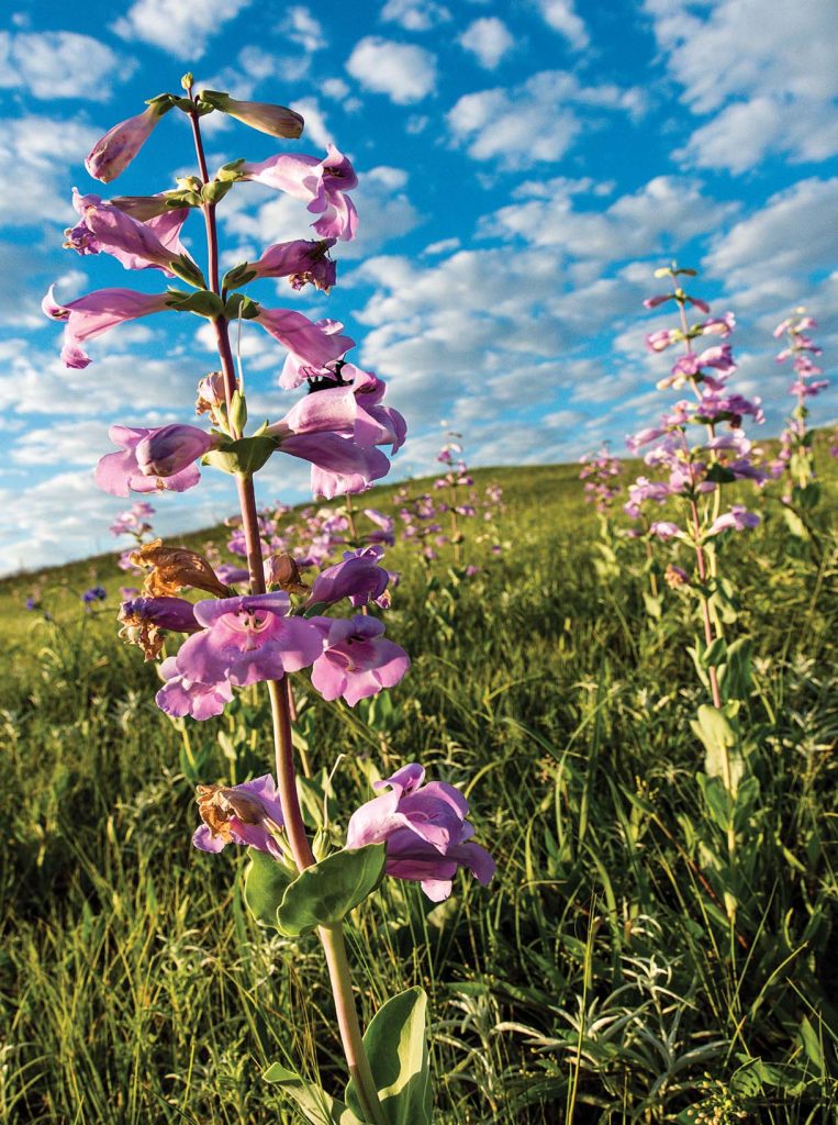 In late spring and early summer, colonies of shell-leaf penstemon (Penstemon grandiflorus) can tint the dunes pink to lavender. This species is found in prairies nearly statewide, preferring sandy soils.