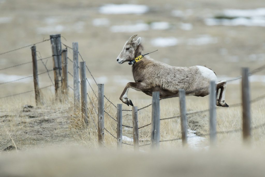Bighorn sheep jumping fence