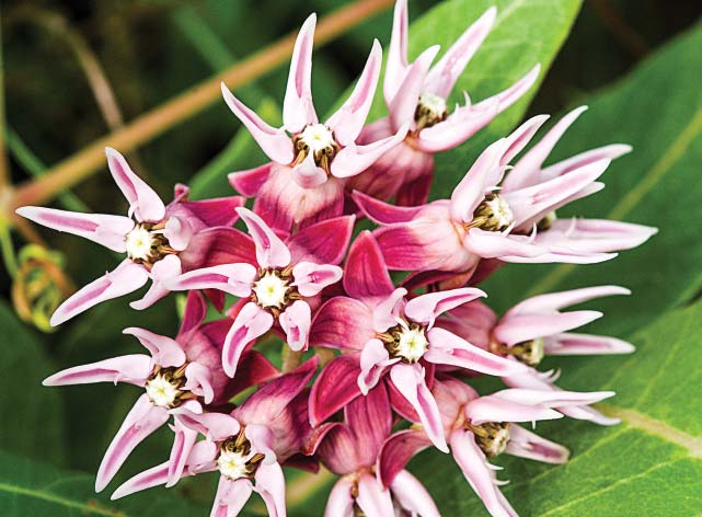Showy milkweed (Asclepias speciosa) is common on sandy soils throughout the western two-thirds of Nebraska, inhabiting prairies, roadsides and crop fields.