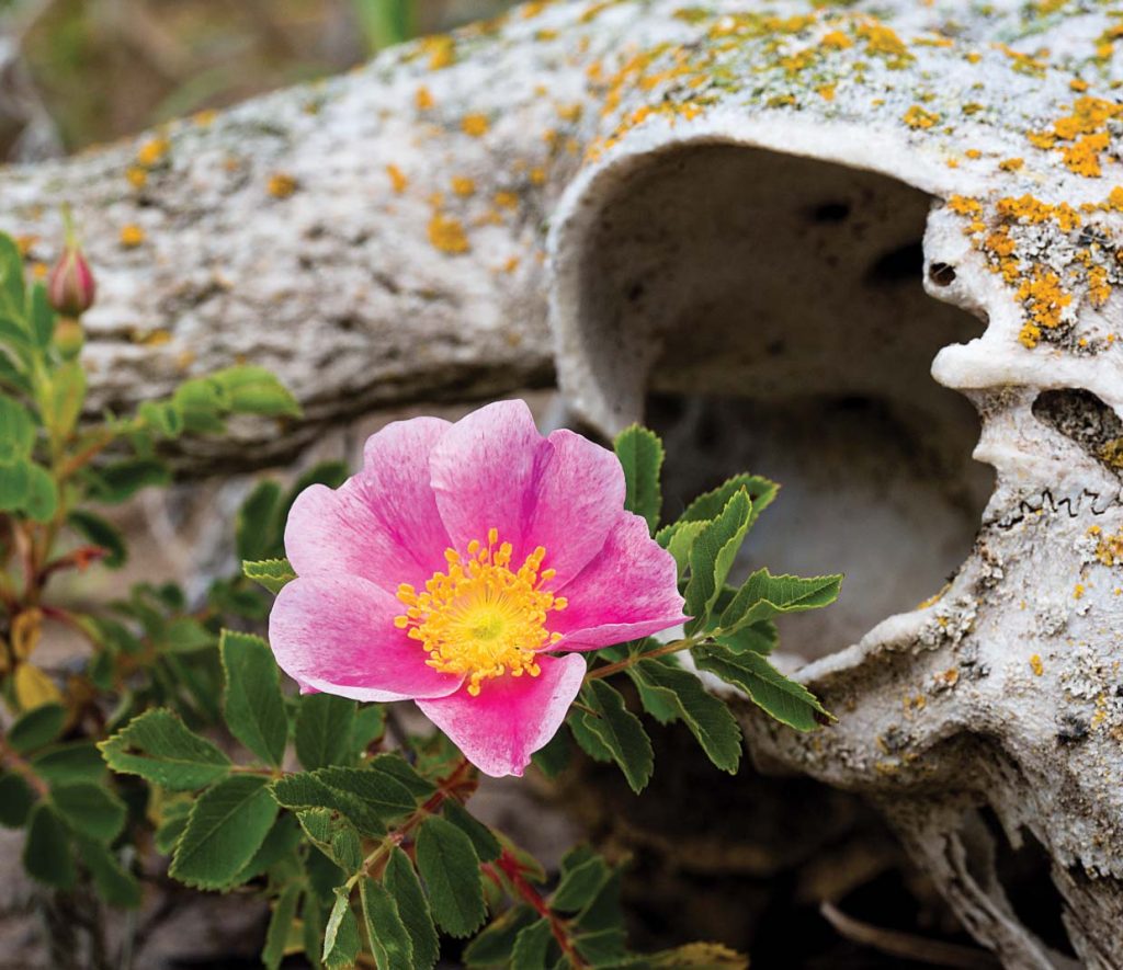 A prairie rose (Rosa arkansana) flowers near a lichen-encrusted bison skull in the bison pasture on The Nature Conservancy’s Niobrara Valley Preserve in Brown County. This rose graces prairies statewide.