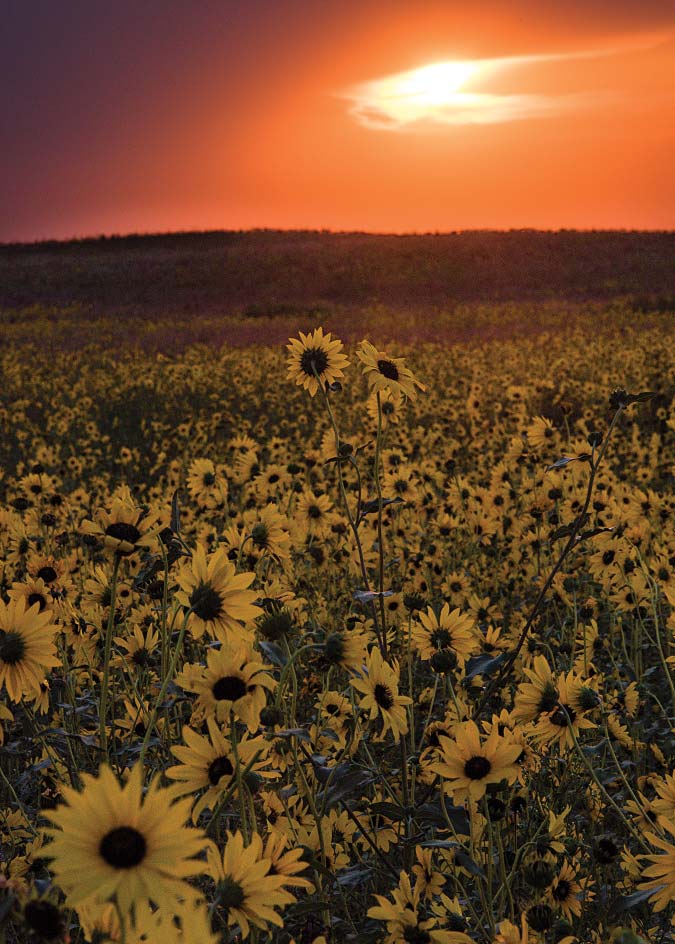 The sun sets on a patch of plains sunflower (Helianthus petiolaris) on the Niobrara Valley Preserve. This sand-loving annual can be prolific on dunes recently disturbed by fire or heavy grazing. Sharp-tailed grouse, rodents and other wildlife cherish its seeds.