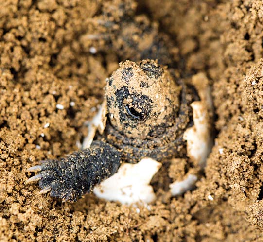 tiny turtle hatching in sand