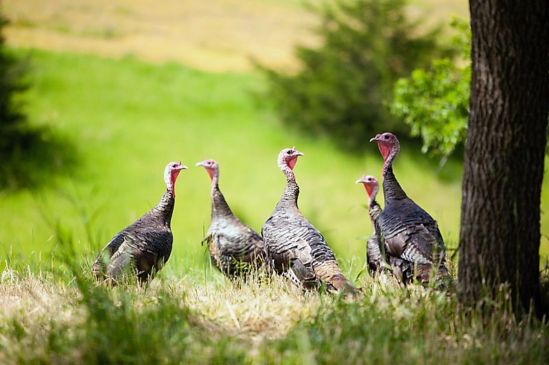 Fall Wild Turkey Hunting Tips For Beginners From Experts