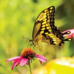 Karen Kutz Smith submitted this image of a swallowtail butterfly on a purple coneflower.