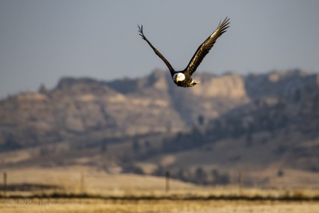 Bald eagle in flight