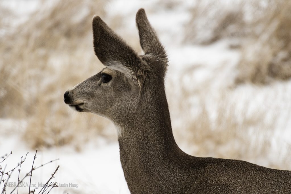 Mule deer profile