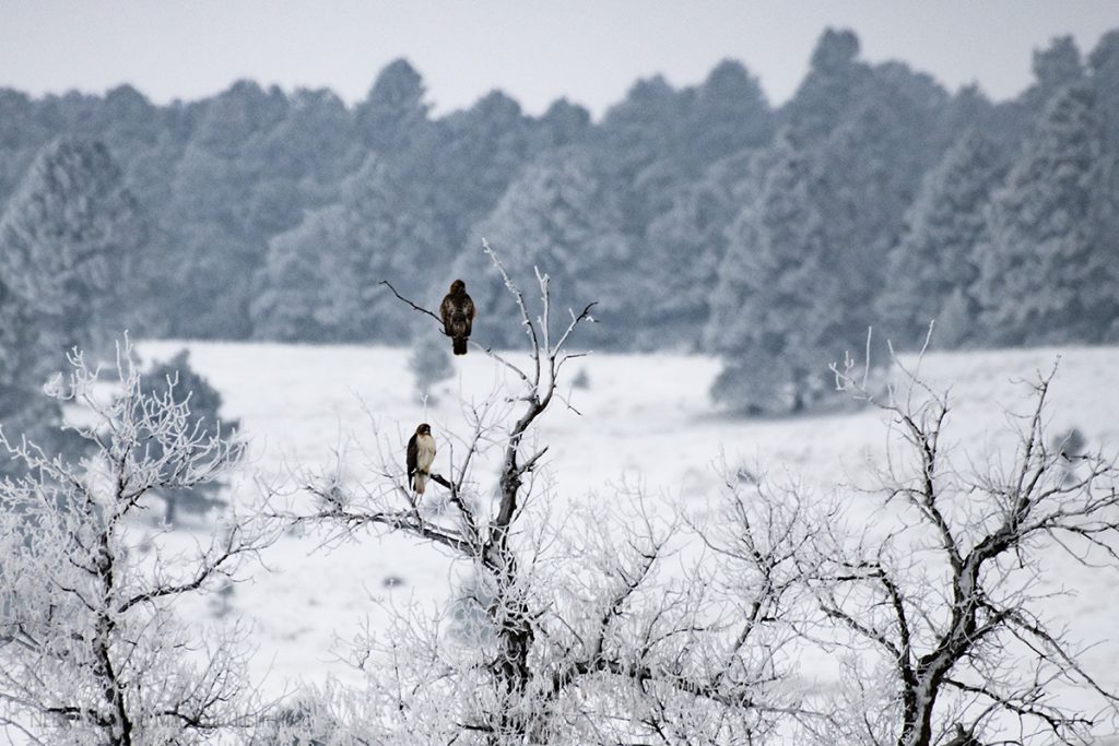 Red-tailed hawks in frosty scene