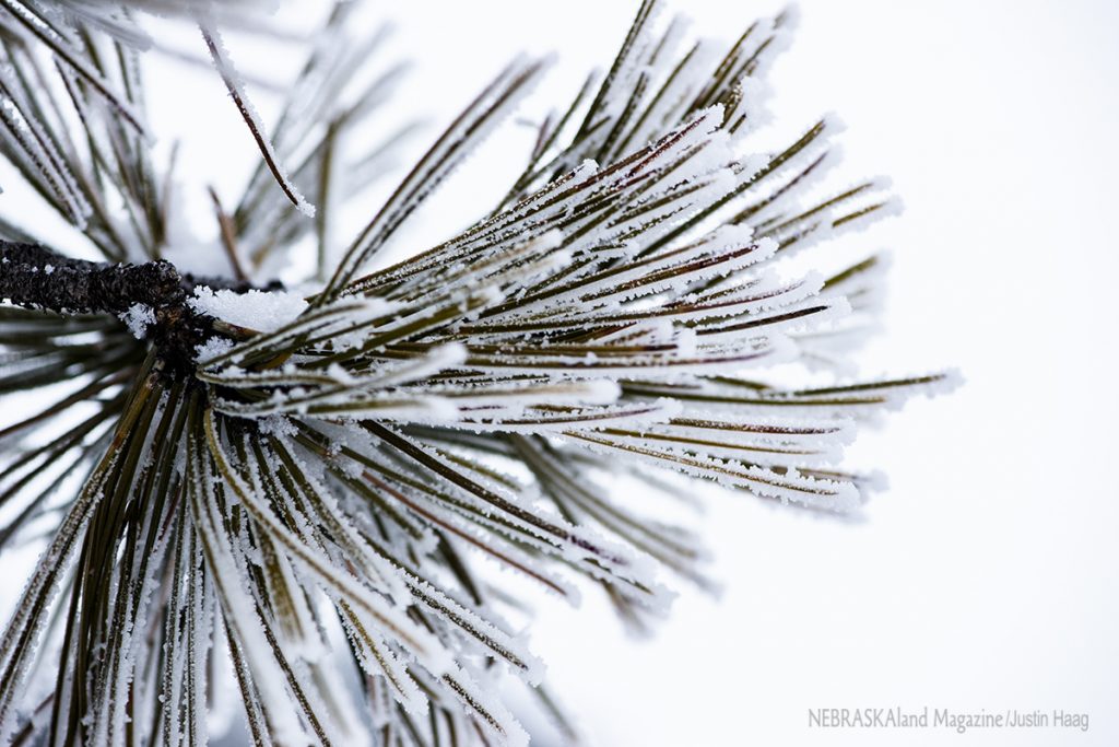 Frosty pine close-up