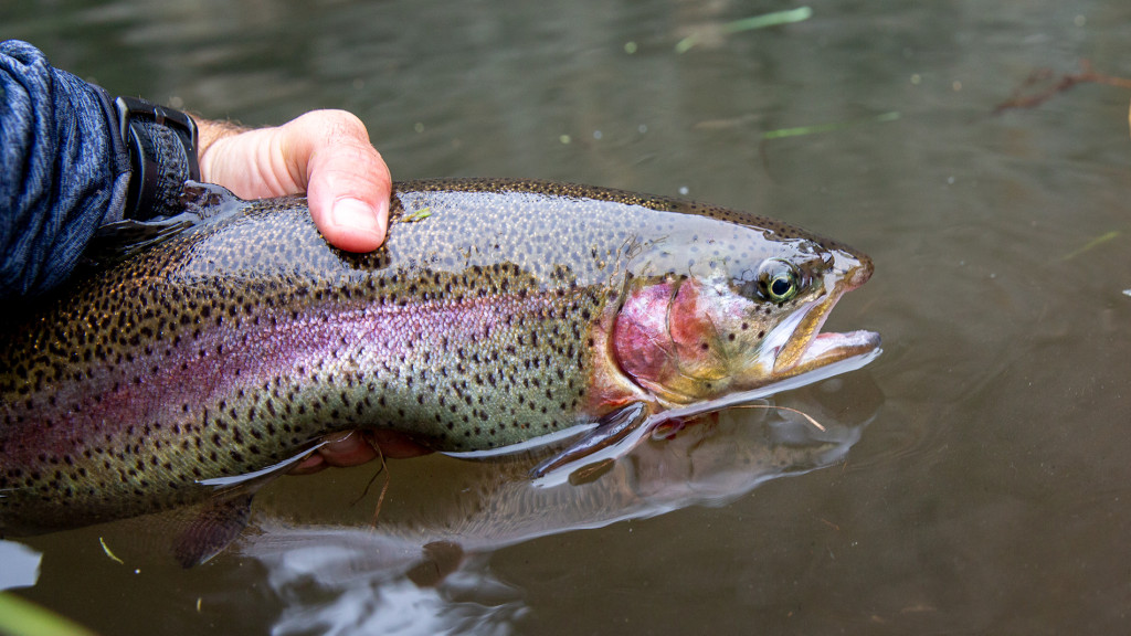 Stocked Trout: Fun to Catch, Taste Great, Very Healthy to Eat •  Nebraskaland Magazine