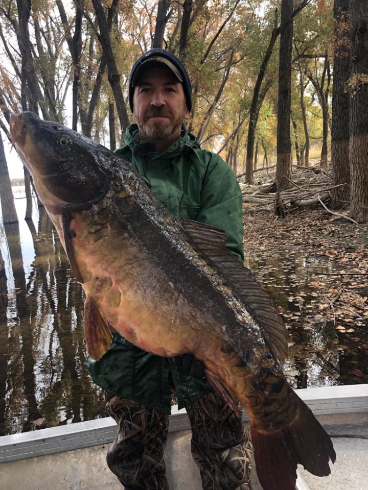 33 lb mirror carp