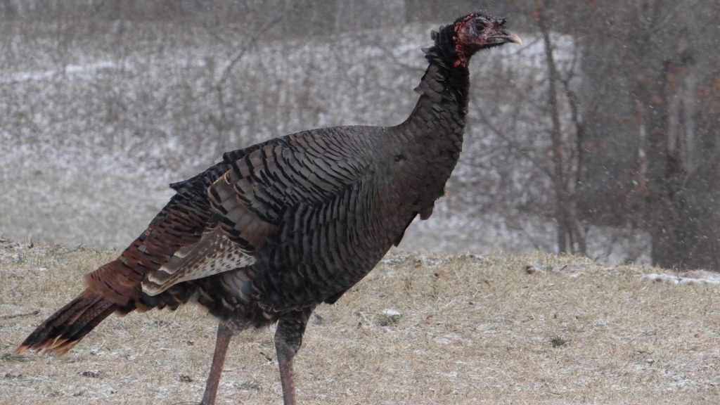 Need help with that bird? Nebraska Extension offers turkey tips