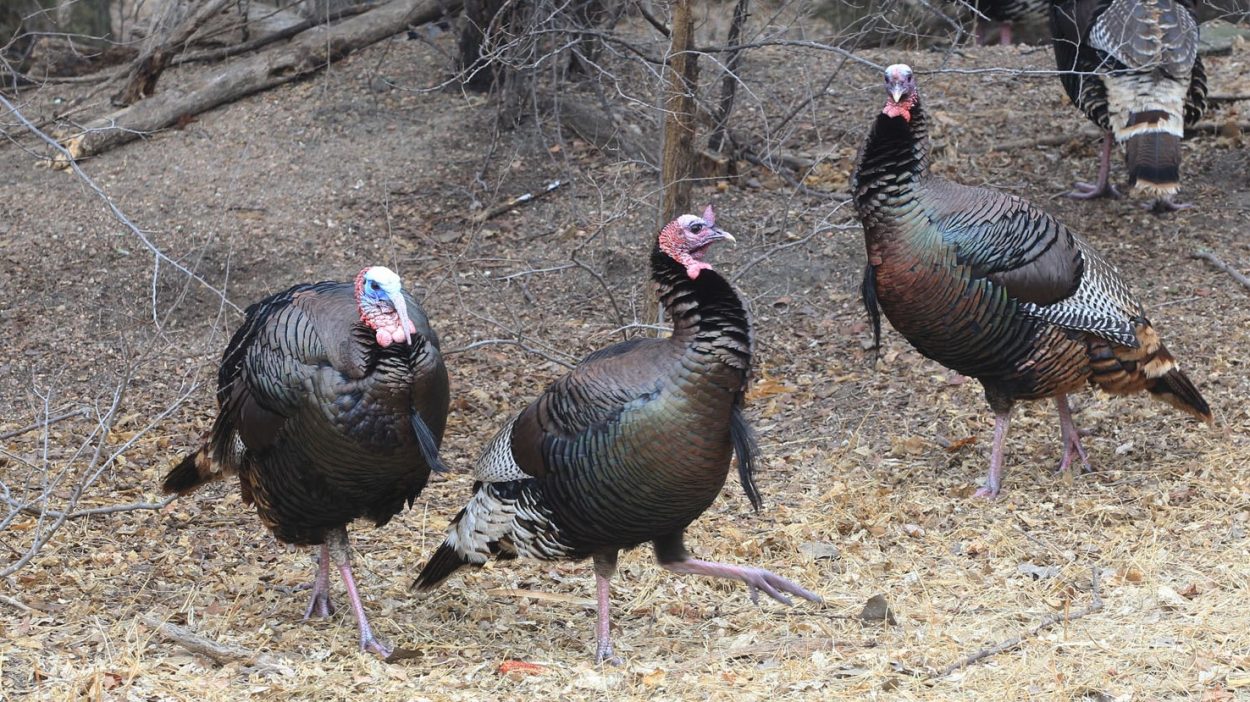 How to Hunt Nebraska's Wild Turkeys in Winter • Nebraskaland Magazine