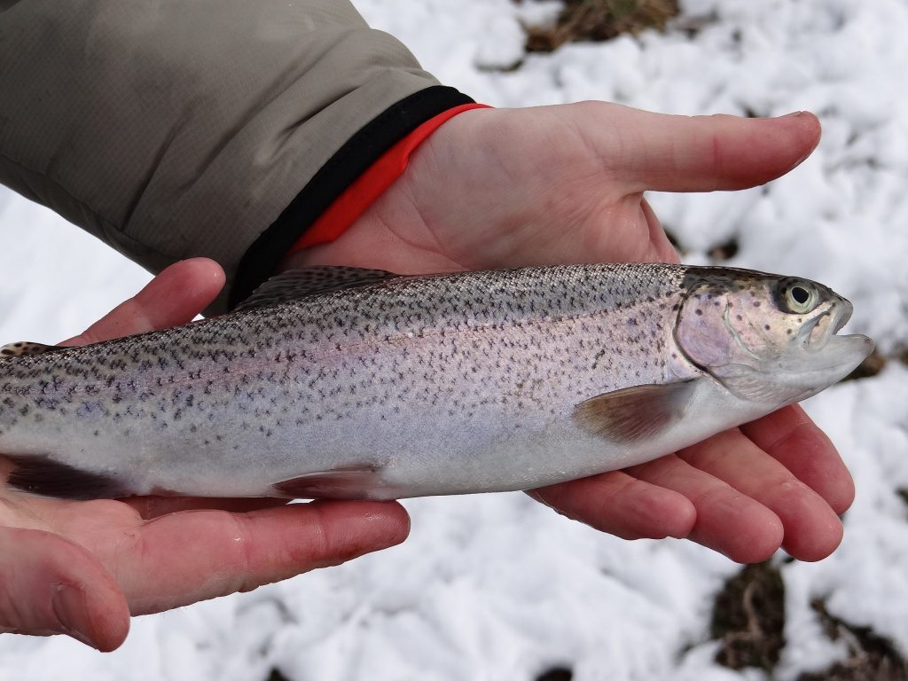 Ice Fishing Rainbow Trout : No bait!!! (Selective gear rules