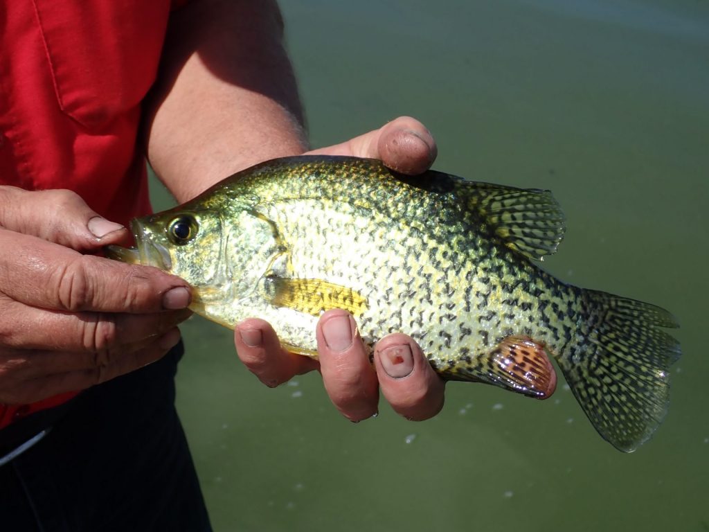 How to Fish for Shoreline Crappie Day 1: Where Crappie Always Show