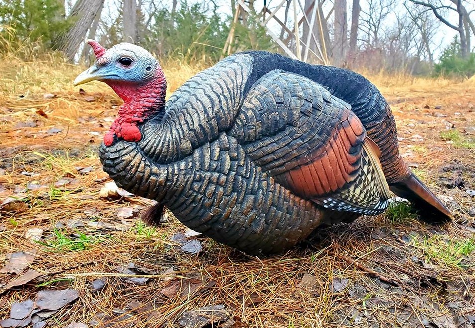 Spring Wild Turkey Hunting Goes Beyond the Hunt in These Times