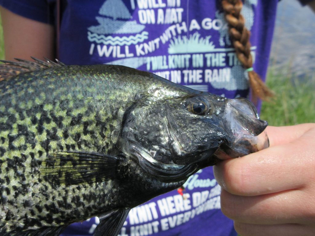 Angling for crappie is one of the unabashed joys of living in the  Chesapeake Bay region
