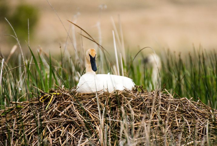 trumpeter swan nest