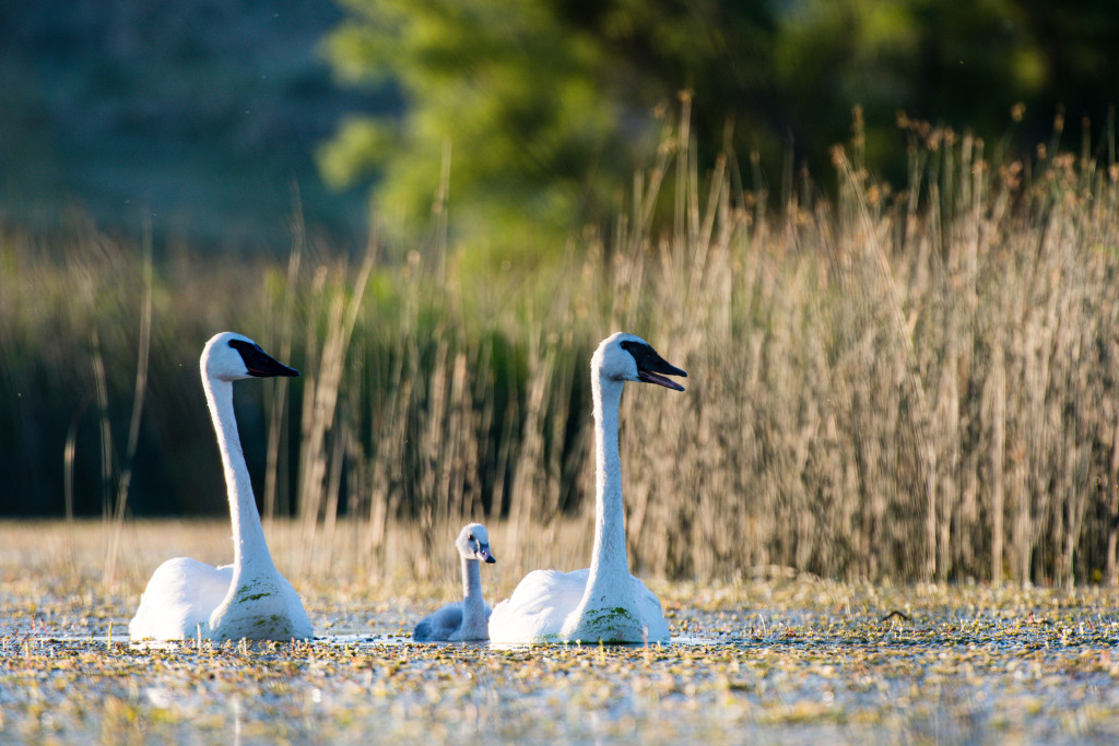 trumpeter swan nest