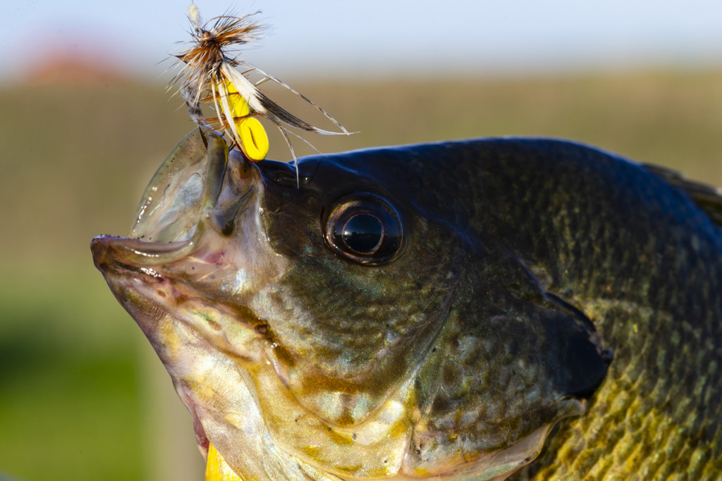 Catfish Anglers Guide to Selecting The Best Catfish Hook - Whisker