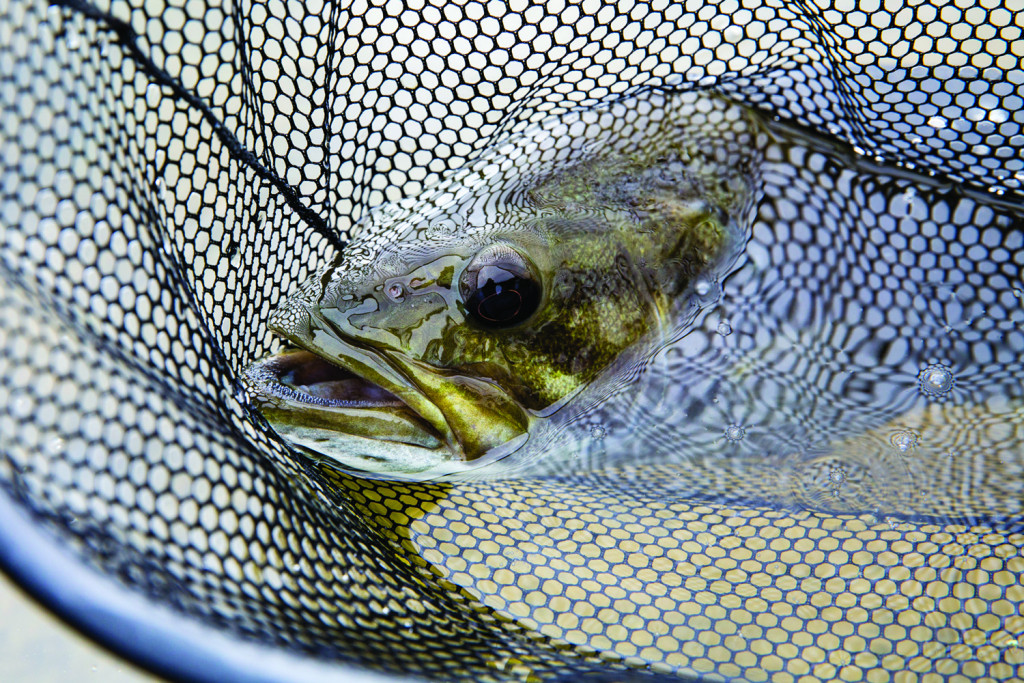 Whether releasing or keeping, handle fish with care • Nebraskaland