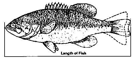 fish_length (1)