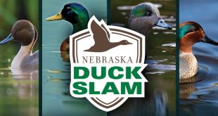 Duck Slam logo