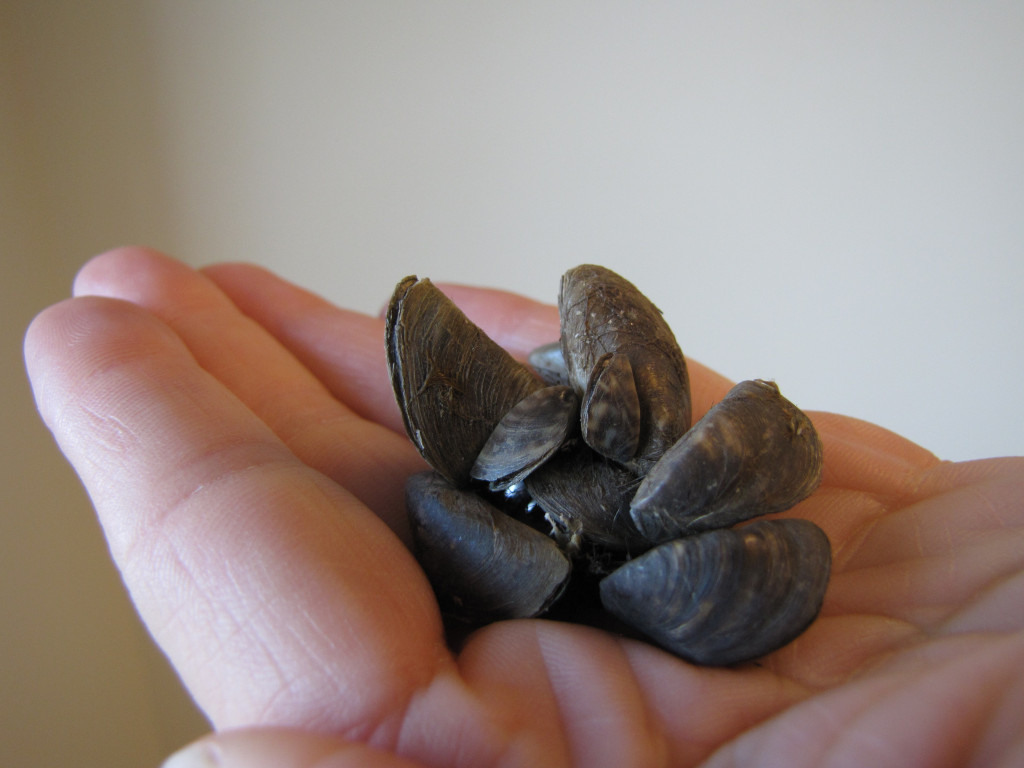 zebra mussels in hand - KDecker