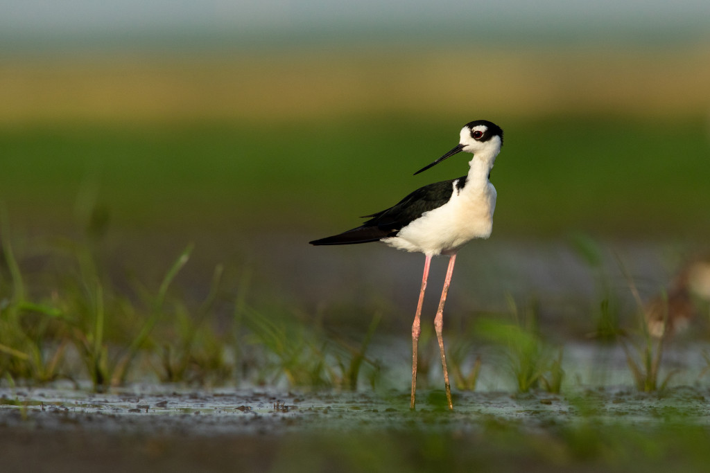 Bird in a wetland 