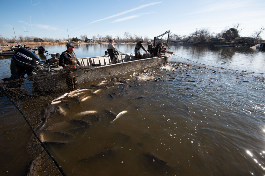 Harvesting Carp Fish from Pond with a Long Handle Fishing Net