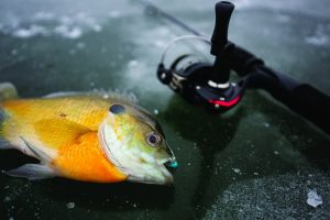Specialized rods, reels not necessary for ice-fishing beginners