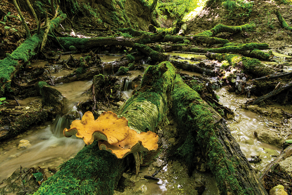 small waterfall with fungus in foreground