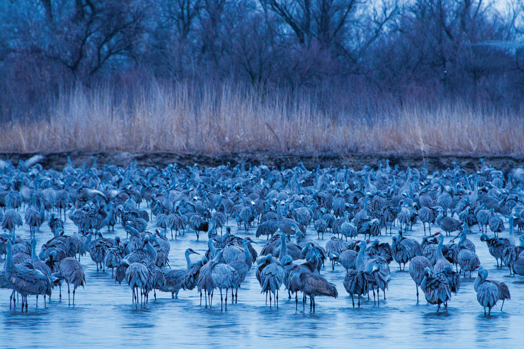 Sandhill cranes stand in the Platte River during spring migration.