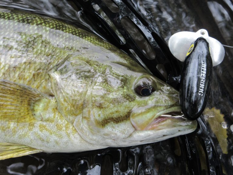 Best Bass Fishing Baits in Each Season Backed by Data!
