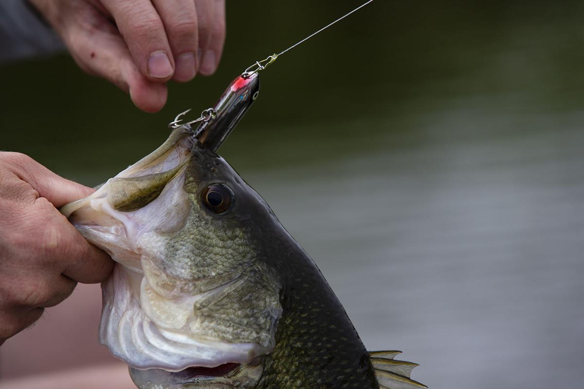 Get on Top with Top Water Lures for Your Summer Fishing • Nebraskaland  Magazine