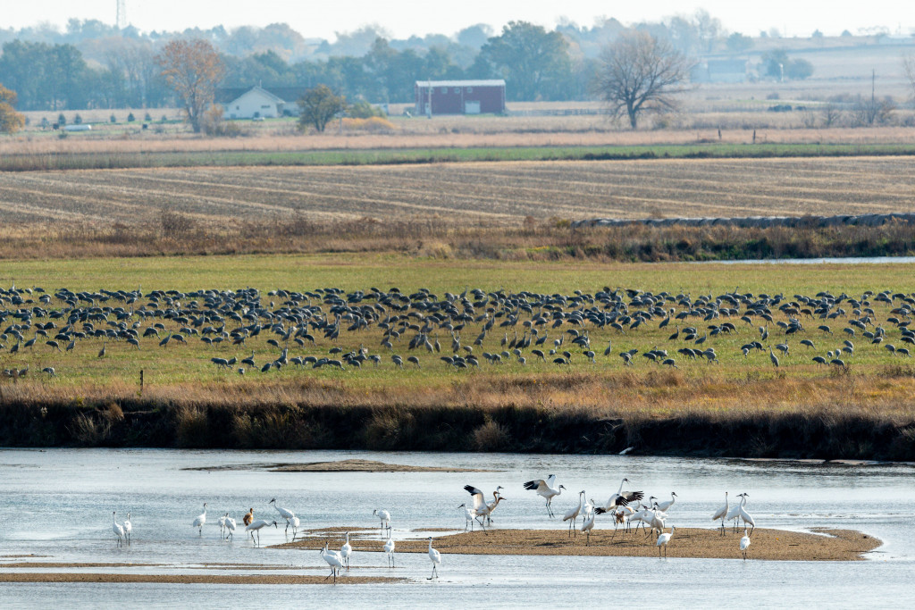 While common, sandhill cranes are nothing short of extraordinary - Forever  Our Rivers