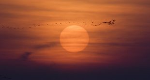 Sunset view with flying sandhilll cranes at Fort Kearny State Recreation Area.