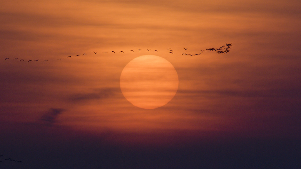 Sunset view with flying sandhilll cranes at Fort Kearny State Recreation Area.