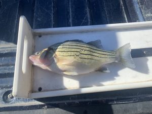 state record yellow bass_RodReel Jan 2022a