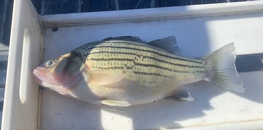 state record yellow bass_RodReel Jan 2022a
