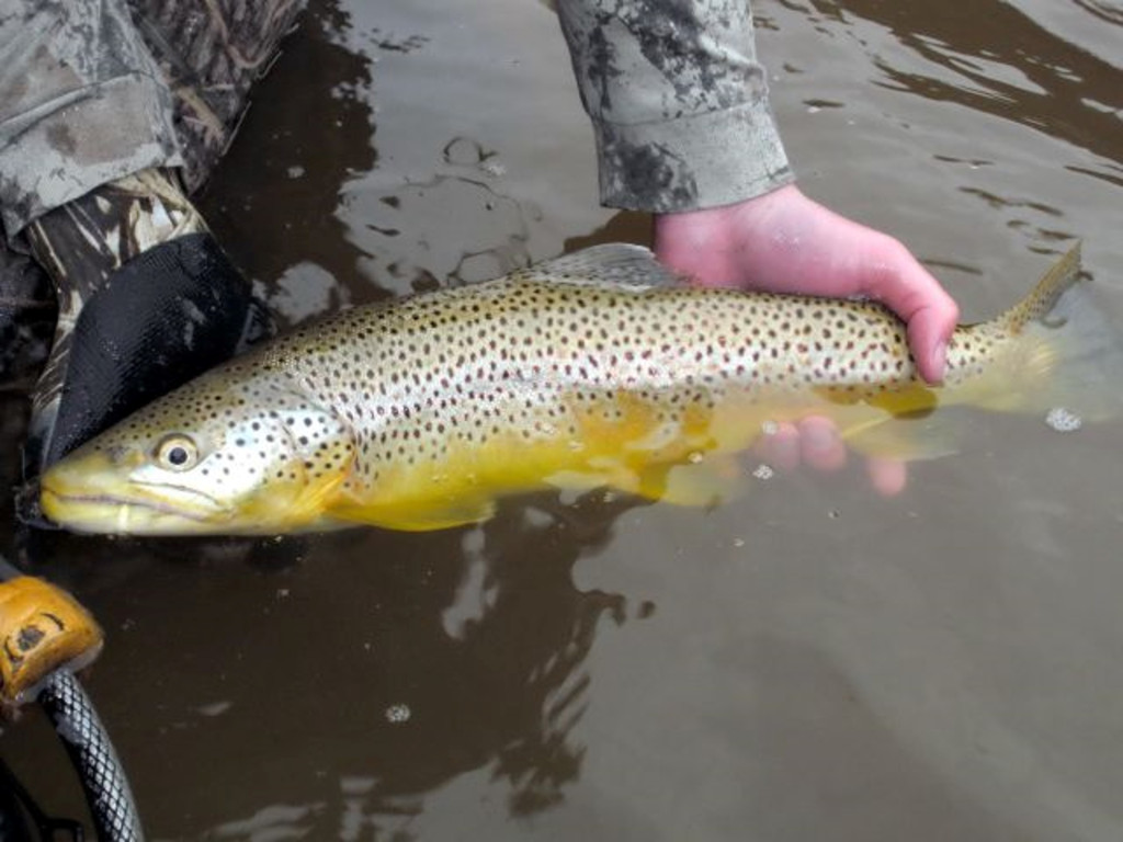 BrownTrout1