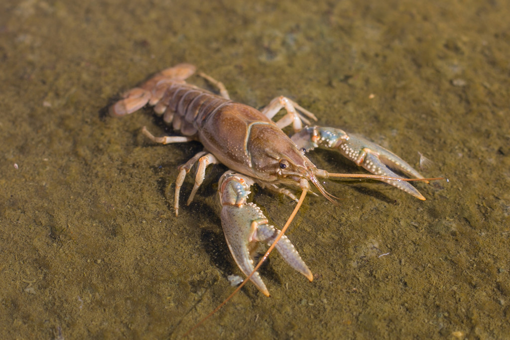Crayfish-13-5