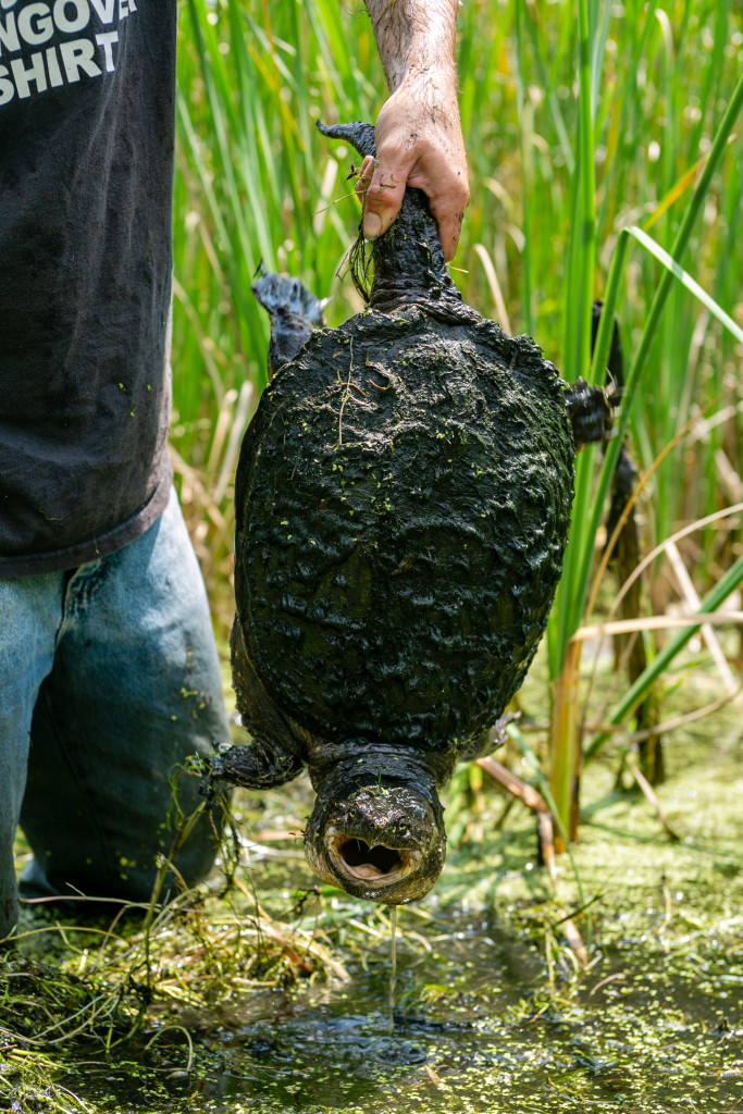 The Turtle Family • Nebraskaland Magazine