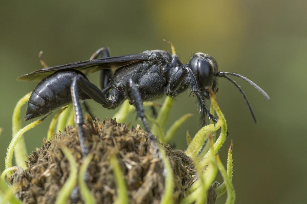 great black wasp nest