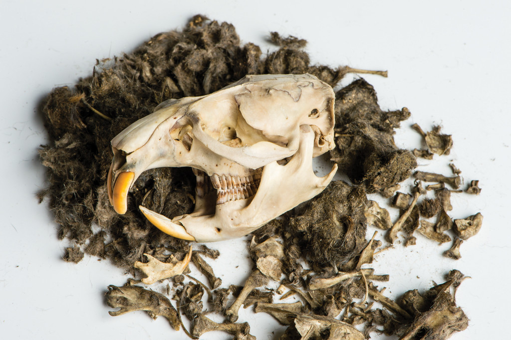 Why owl pellets & all bird pellets are natural treasures