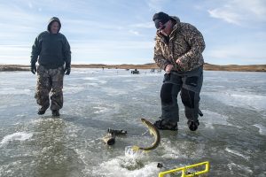 A northern pike splashes out of a hole in the ice while two men ice fish on a frozen lake.