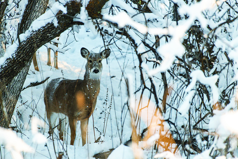 A white-tailed deer sprinkled with snow stands among a tree-filled landscape.