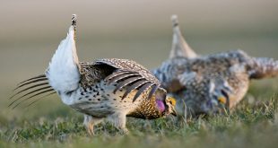 Two sharp-tailed grouse spread their wings and but their heads down to display against each other on a lek.