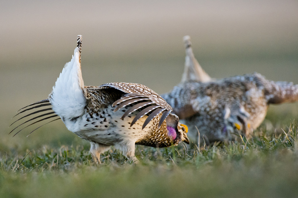 Two sharp-tailed grouse spread their wings and but their heads down to display against each other on a lek.