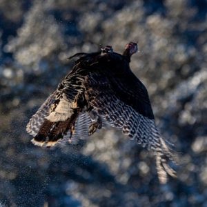 Wild turkey flying in the air.