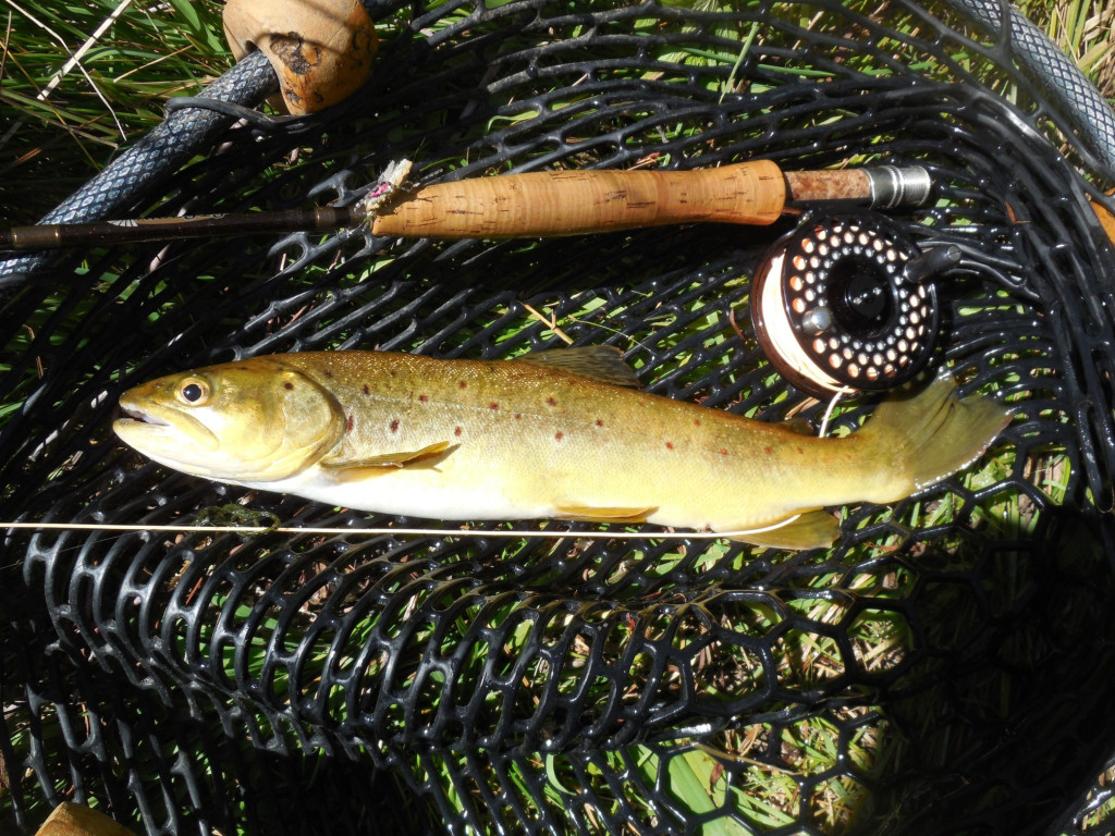 BrownTroutFlyRod